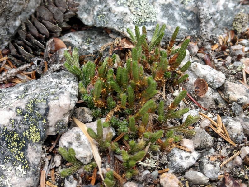 Selaginellaceae Selaginella rupestris