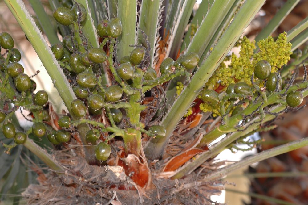 Arecaceae Chamaerops humilis