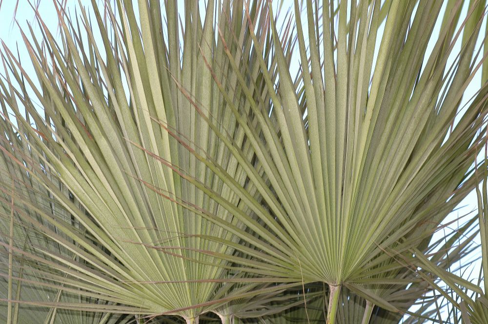 Arecaceae Chamaerops humilis