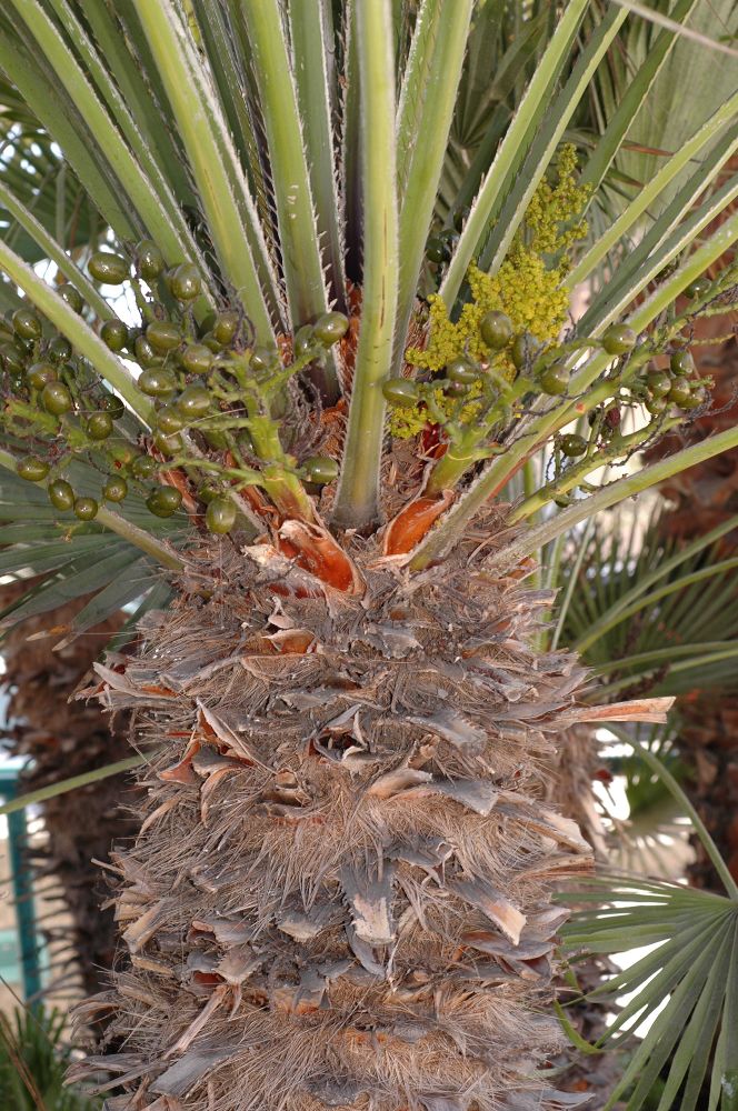 Arecaceae Chamaerops humilis