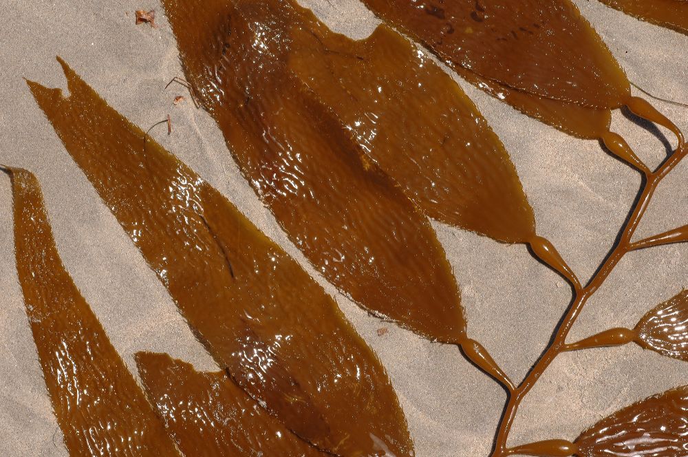 Lessoniaceae Macrocystis integrifolia