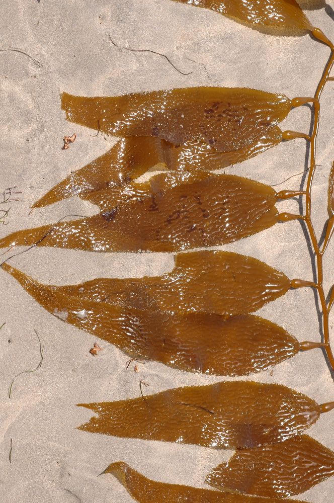 Lessoniaceae Macrocystis integrifolia