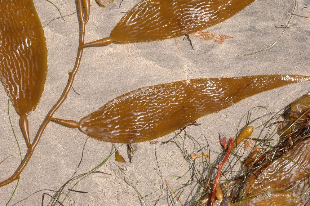 Lessoniaceae Macrocystis integrifolia