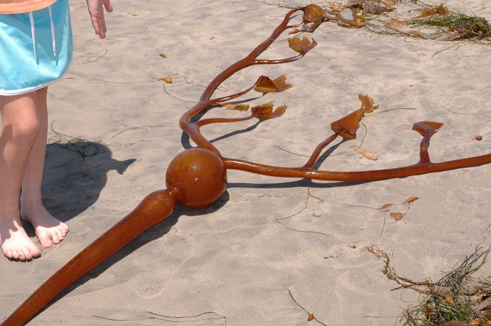 Lessoniaceae Nereocystis leutkeana