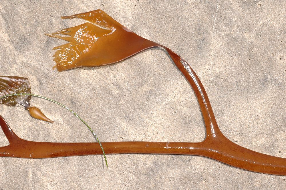 Lessoniaceae Nereocystis leutkeana