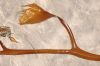 image of Nereocystis leutkeana