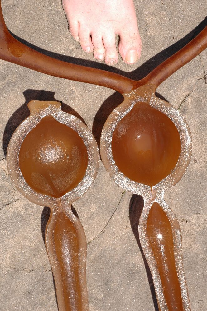 Lessoniaceae Nereocystis leutkeana