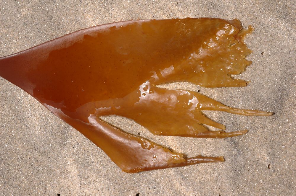 Lessoniaceae Nereocystis leutkeana