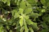 image of Osteospermum fruticosum