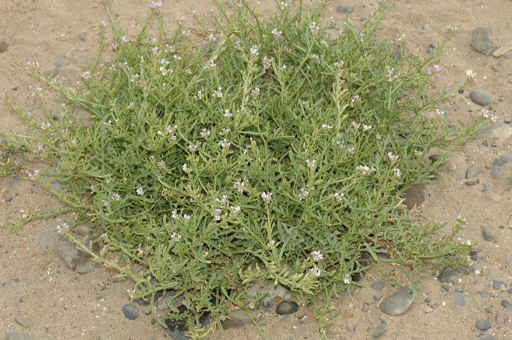 Brassicaceae Cakile maritima