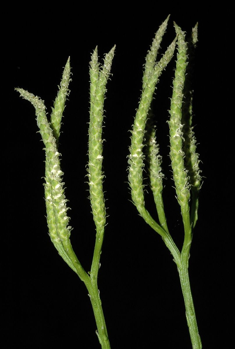 Lycopodiaceae Diphasiastrum complanatum