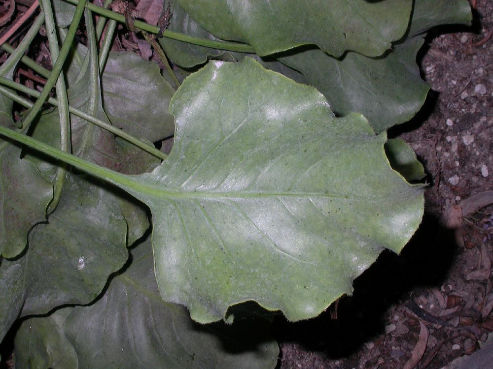 Plumbaginaceae Limonium 