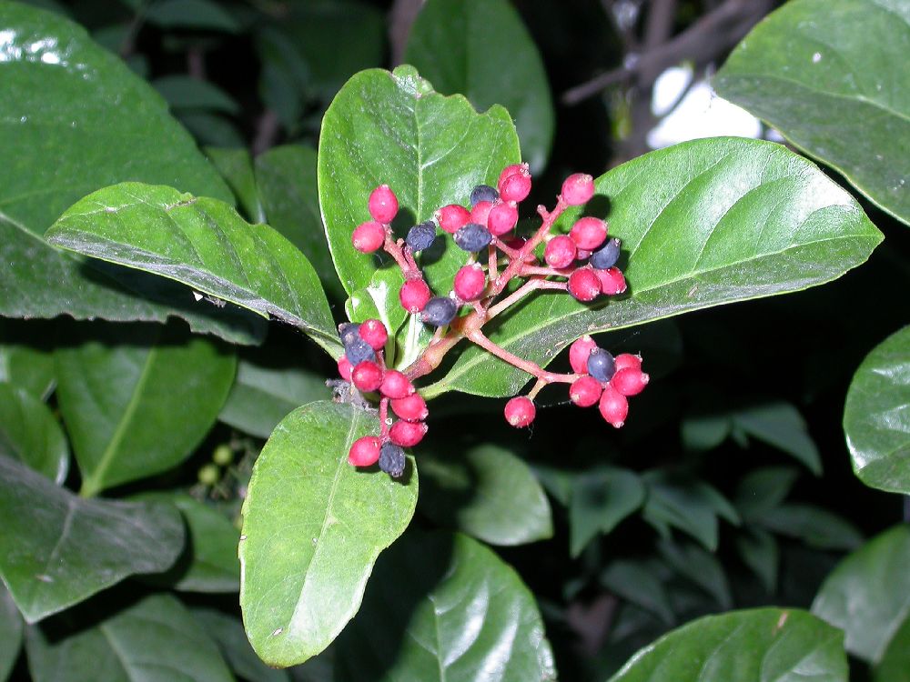 Adoxaceae Viburnum japonicum