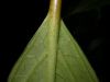 image of Viburnum japonicum