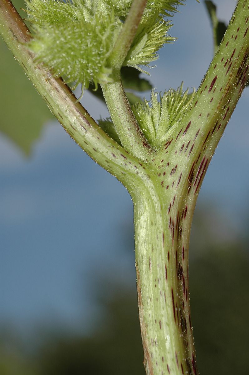 Asteraceae Xanthium strumarium