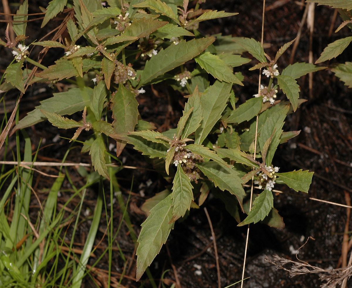 Lamiaceae Lycopus uniflora