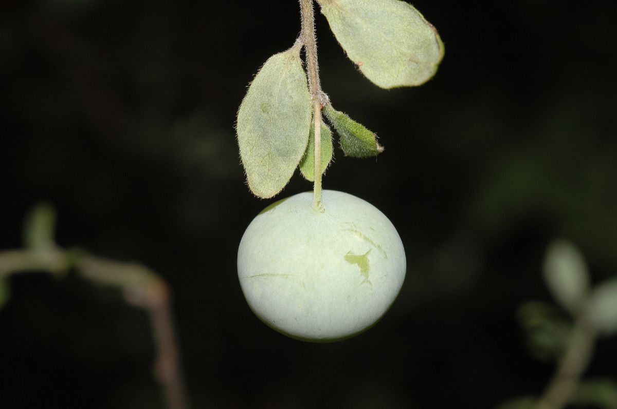 Ericaceae Gaylussacia baccata