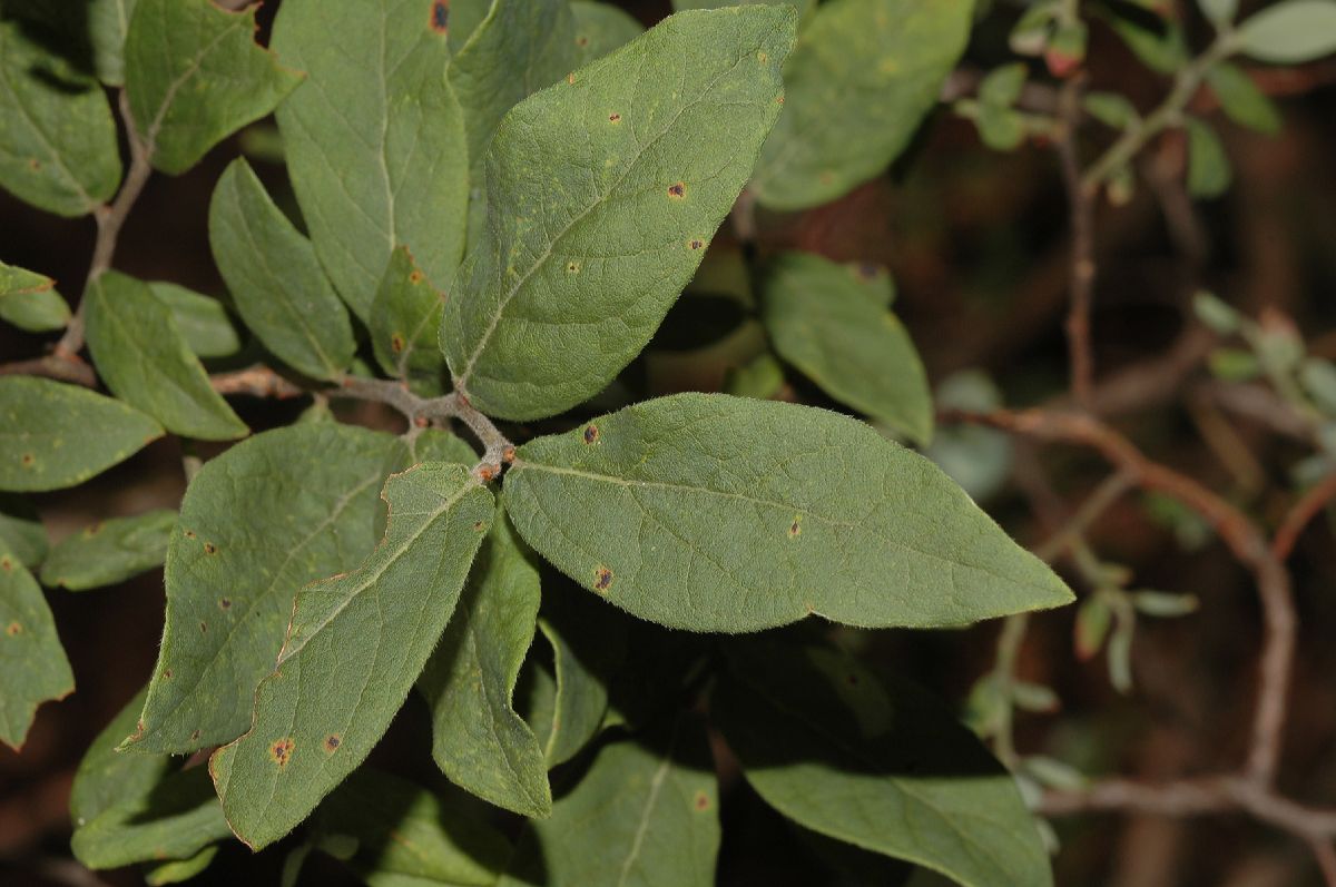 Ericaceae Gaylussacia baccata