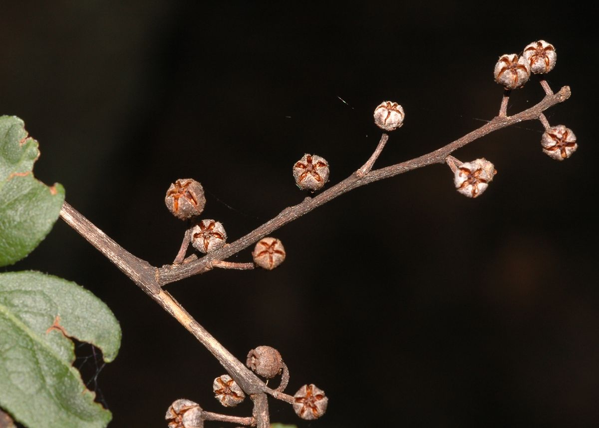 Ericaceae Lyonia ligustrina
