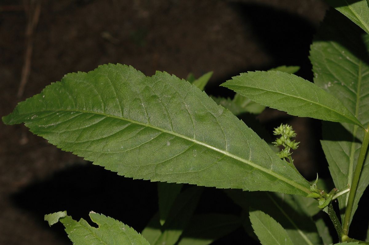 Penthoraceae Penthorum sedoides