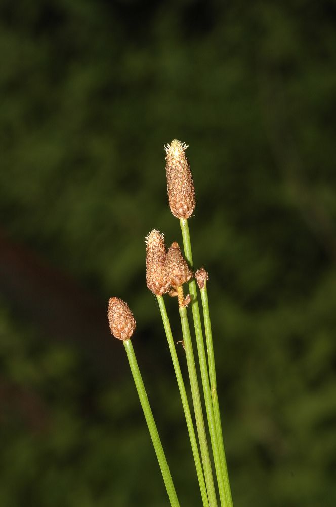 Cyperaceae Eleocharis 