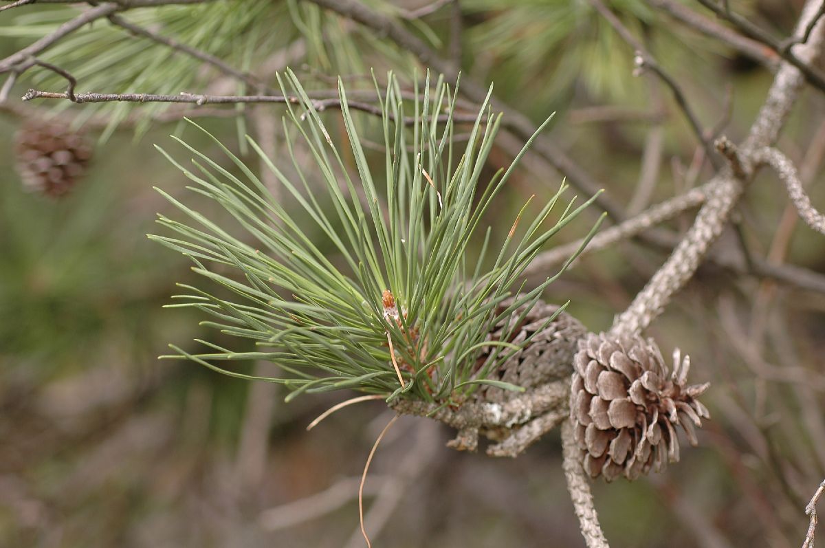 Pinaceae Pinus rigida