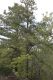 image of Pinus rigida