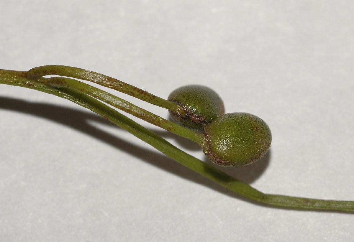 Marsileaceae Marsilea quadrifolia