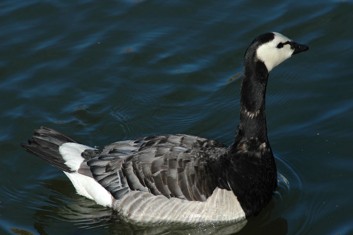 Anatidae Branta leucopsis