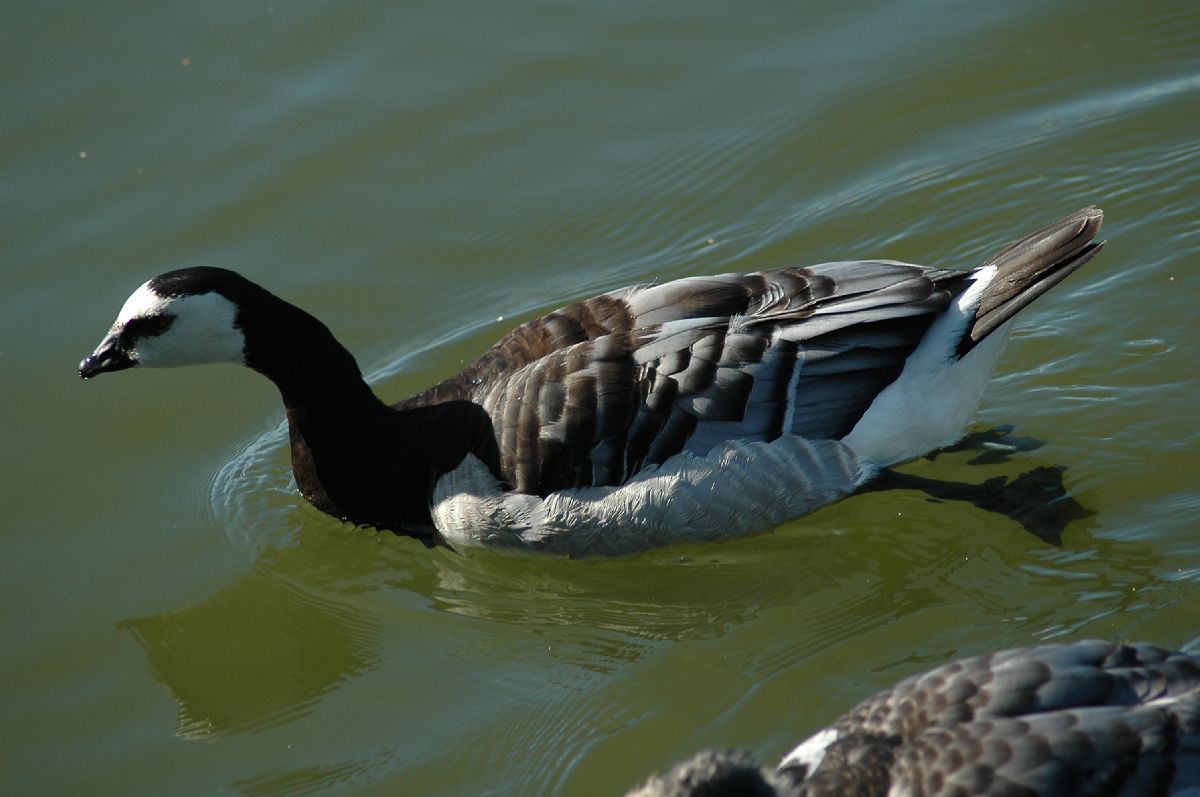 Anatidae Branta leucopsis