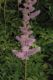 image of Astilbe chinensis