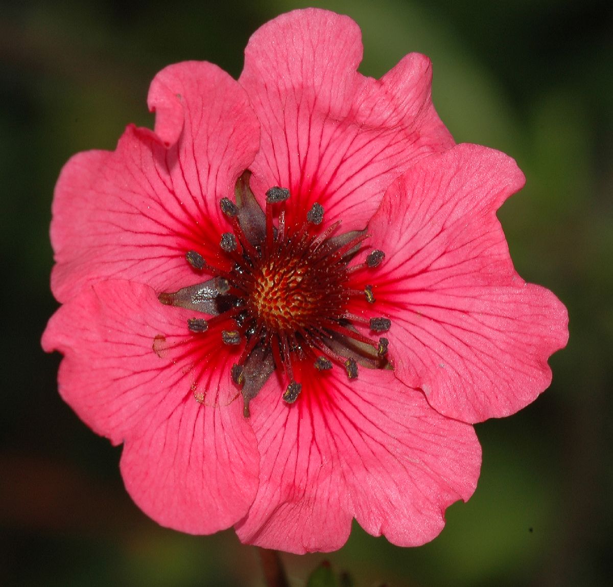 Rosaceae Potentilla nepalensis