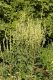 image of Verbascum austriacum