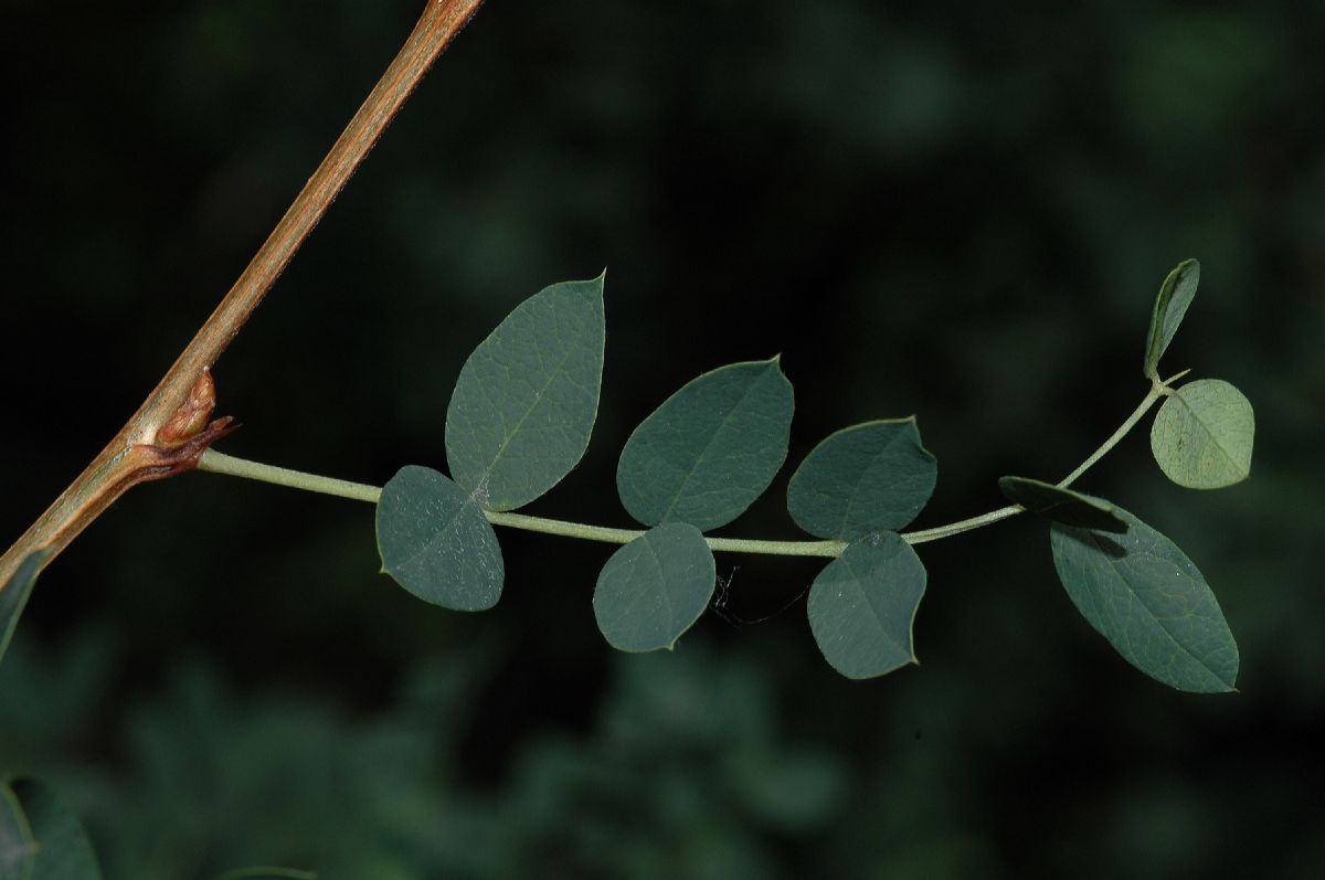 Fabaceae Caragana aurantiaca