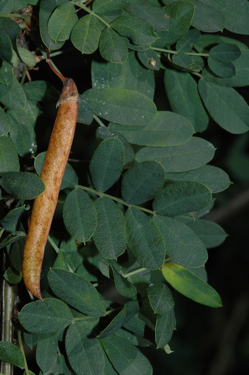 Fabaceae Caragana aurantiaca