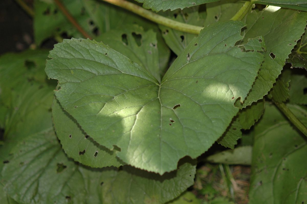 Asteraceae Ligularia hessei