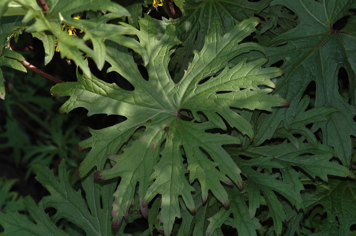 Asteraceae Ligularia przewalskii