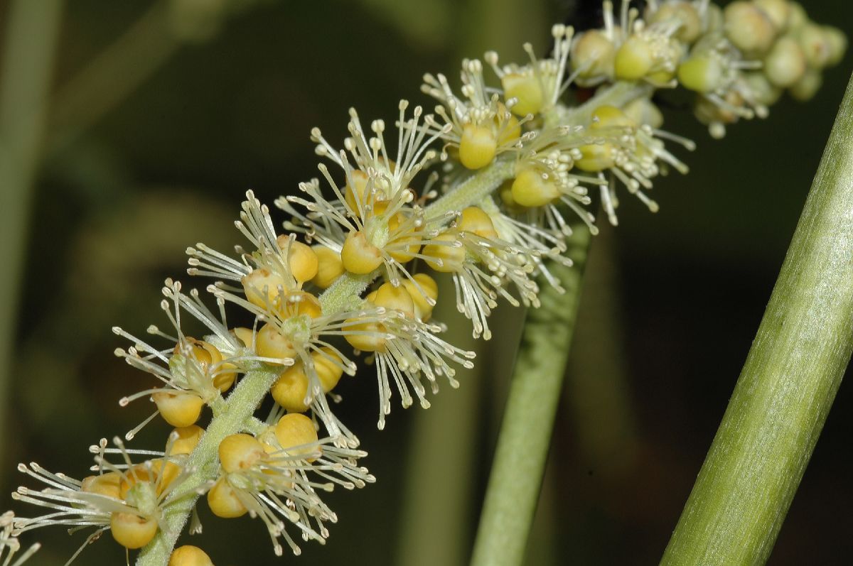 Ranunculaceae Actaea europaea