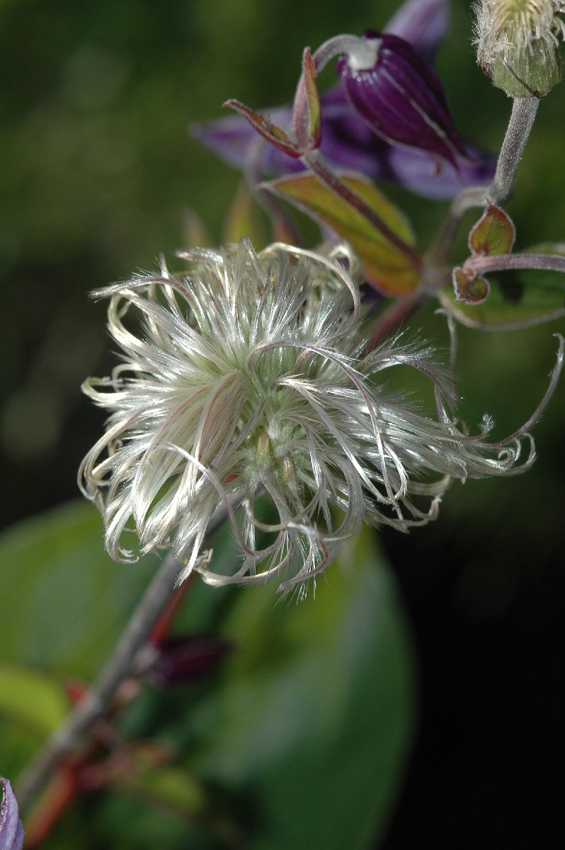 Ranunculaceae Clematis integrifolia