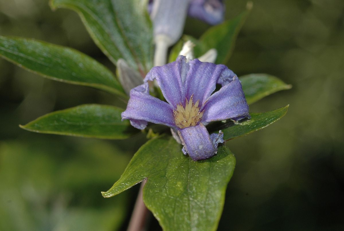 Ranunculaceae Clematis heracleifolia