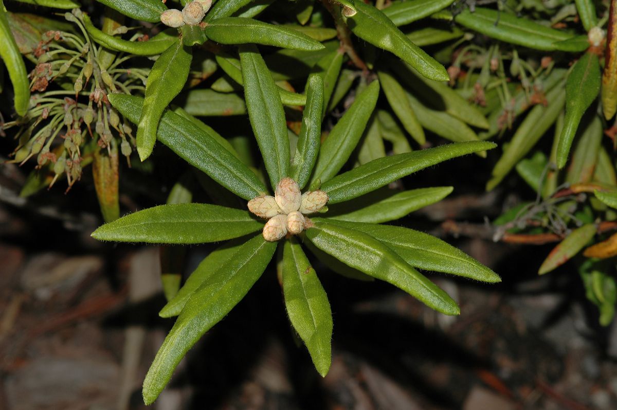 Ericaceae Ledum palustre