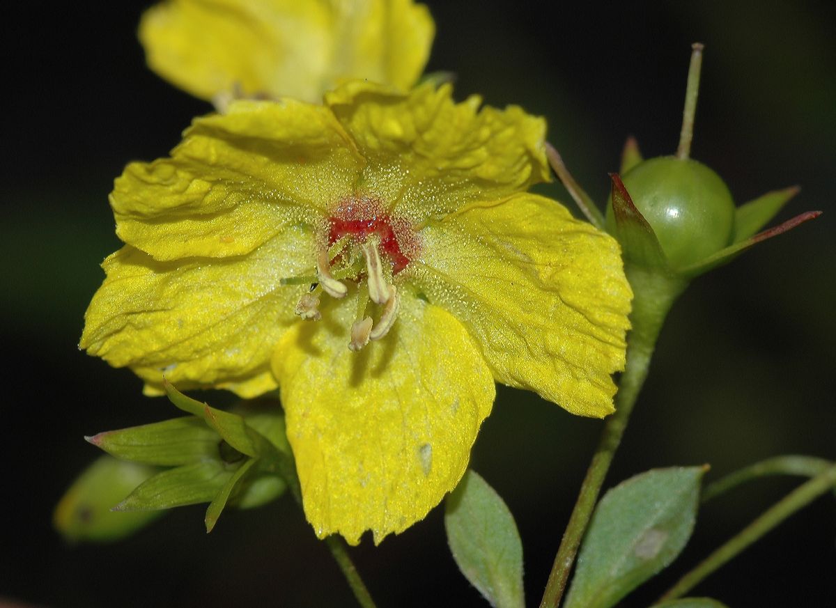 Primulaceae Lysimachia punctata