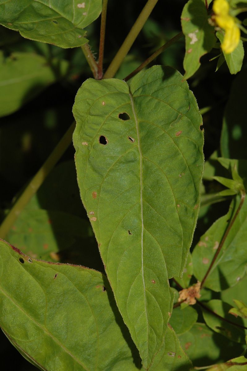 Primulaceae Lysimachia punctata