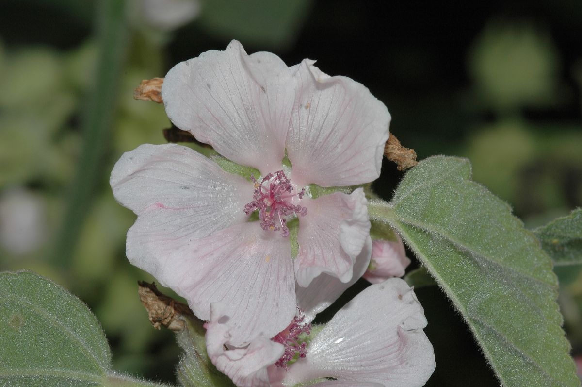 Malvaceae Althaea officinalis