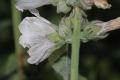 image of Althaea officinalis