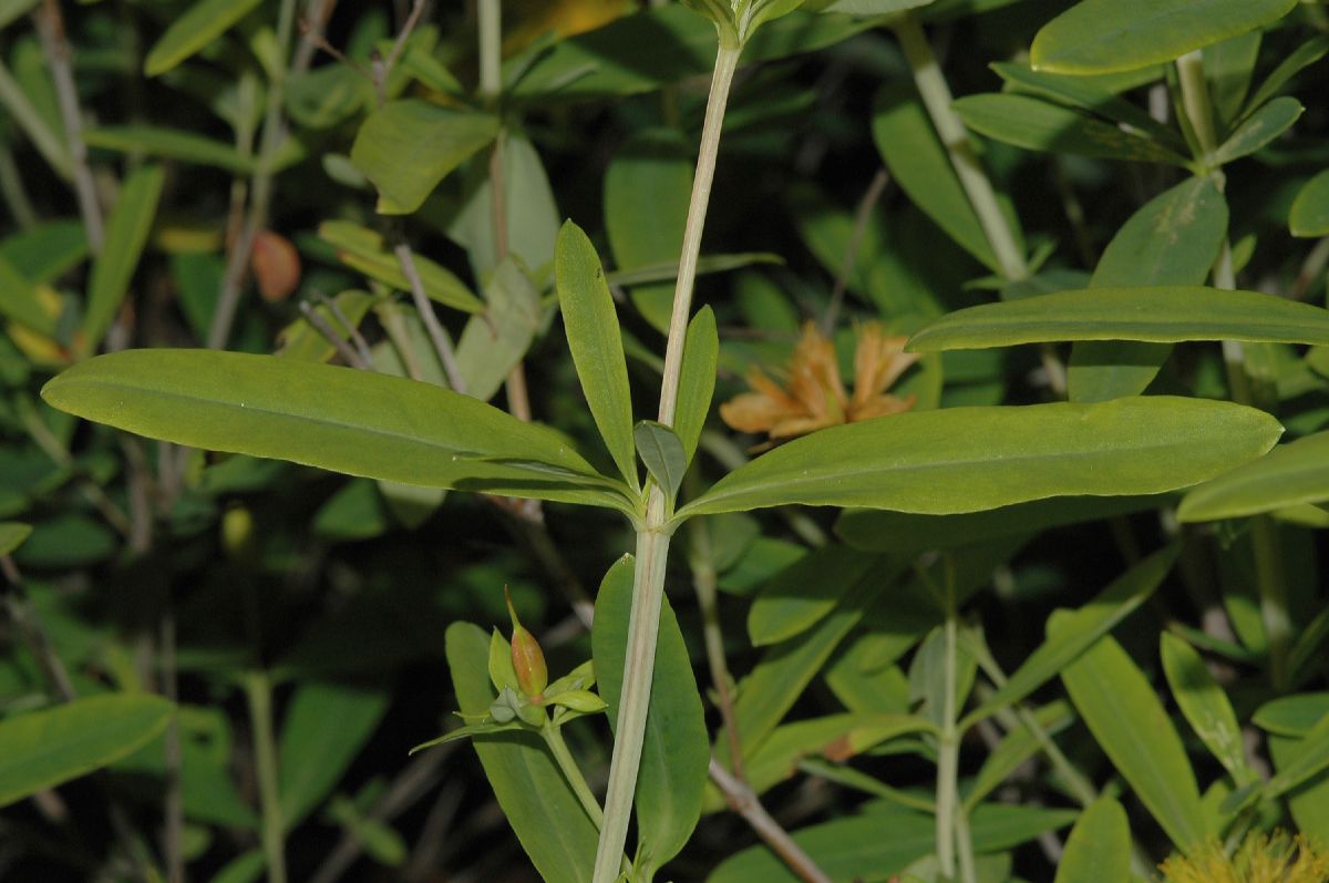 Hypericaceae Hypericum kalmianum