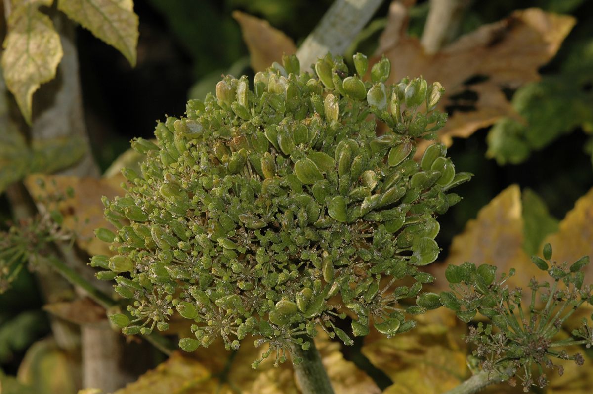 Apiaceae Heracleum antasiaticum