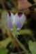 image of Nemophila maculata