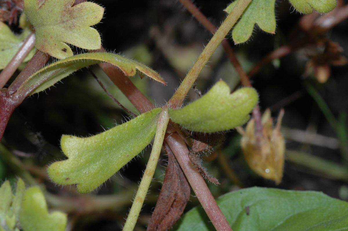 Hydrophyllaceae Nemophila maculata