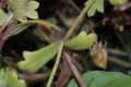 image of Nemophila maculata